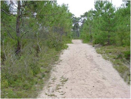 Forêt de Sion sur L'Océan.